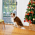 Dog in front of of Prowler Proof ForceField door and xmas tree